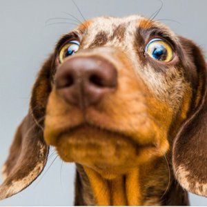 Meet your new posher!